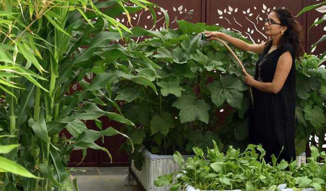 How To Be An Urban Farmer