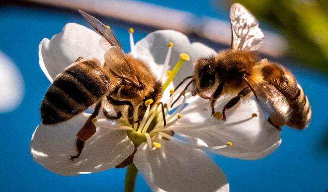 can-humans-survive-without-bees
