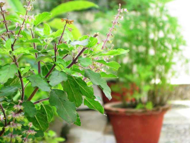 Tulsi Puja Tips : If you are going to plant Tulsi at home, first you should know these Vastu and Ritual rules.